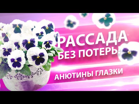 Видео: АНЮТИНЫ ГЛАЗКИ. ВИОЛА. КАК ВЫРАСТИТЬ КРЕПКУЮ РАССАДУ?