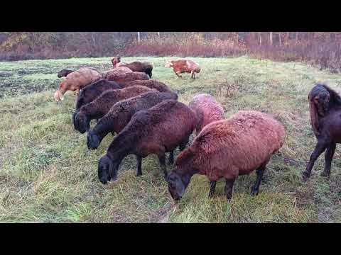Видео: Матки на пастбище,30.10.25 год, Ватсапп+79192404323