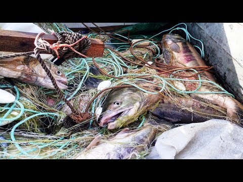 Видео: Рыбалка сетями, Лов лосося "Кеты" ,верховыми сплавными сетями