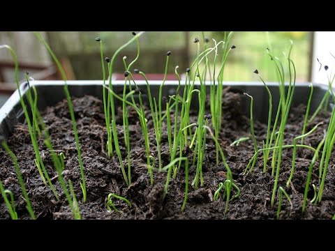 Видео: Лук Эксибишен-простой, эффективный способ посева.