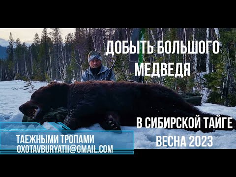Видео: Добываем с батей большого медведя. Весна 2023, охота на медведя в Бурятии.
