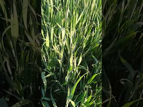 Видео: Озима пшениця 2024 (сорти Фелікс та Катаріна )