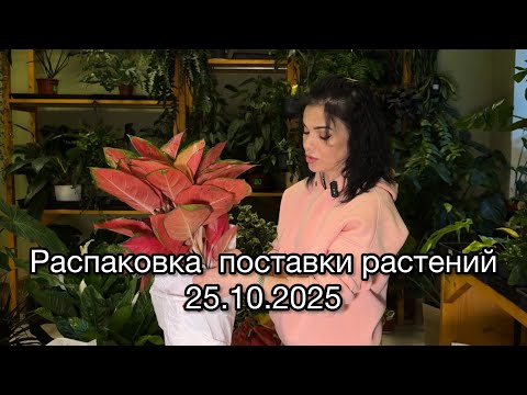 Видео: ОБЗОР поставки растений , распаковка растений из Голландии🌱