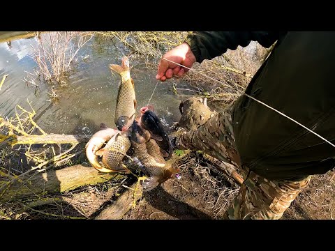 Видео: Я В ШОКЕ СКОЛЬКО РЫБЫ В ЭТОМ КАНАЛЕ