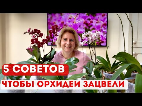 Видео: КАК ЗАСТАВИТЬ ОРХИДЕИ ЦВЕСТИ 