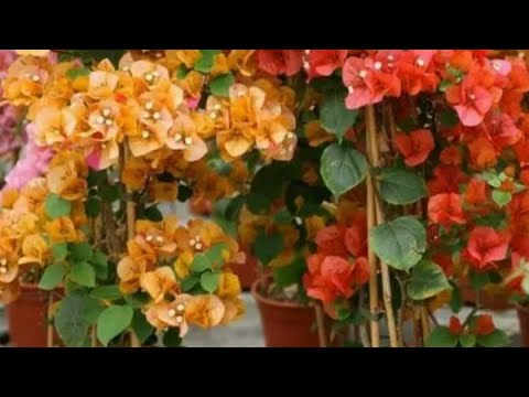 Видео: Бугенвиллияни  киш фаслида купайтирса буладими?