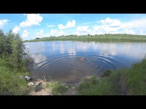 Видео: Рибалка на дикій Десні за 100 кілометрів від Києва. Сом, лящ, густера.