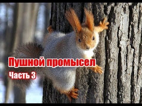 Видео: Пушной промысел | Часть 3