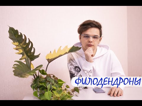 Видео: КАК ВЫРАСТИТЬ ДОМА ФИЛОДЕНДРОН???/Грунт//Полив//Свет