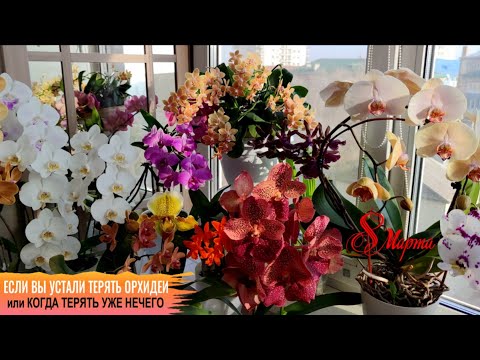Видео: ❗️ЕСЛИ ВЫ УСТАЛИ ТЕРЯТЬ ОРХИДЕИ И КОГДА ТЕРЯТЬ УЖЕ НЕЧЕГО! ЭТОМУ МОЖНО НАУЧИТЬСЯ! НЕ ПОКАЗЫВАЮ ЭТО!!