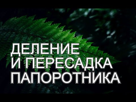 Видео: Деление и пересадка папоротника.