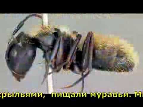 Видео: Владимир Высоцкий  -  Гербарий   (с субтитрами)