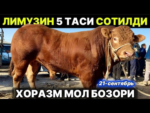 Видео: ХОРАЗМ ГИГАНТ БУҚА БОЗОРИ ТОННА ЛИМУЗИНЛАР  СОТИЛДИ 21-сентября 2025 г.
