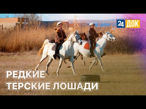 Видео: В станице Смоленской разводят редких терских лошадей. ЗЕМЛЕХОД