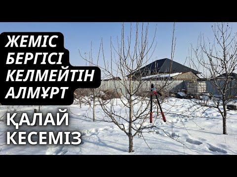 Видео: ОРТА БОЙЛЫ АЛМҰРТ АҒАШЫН КЕСУ, жеміске кіргізу жолдары
