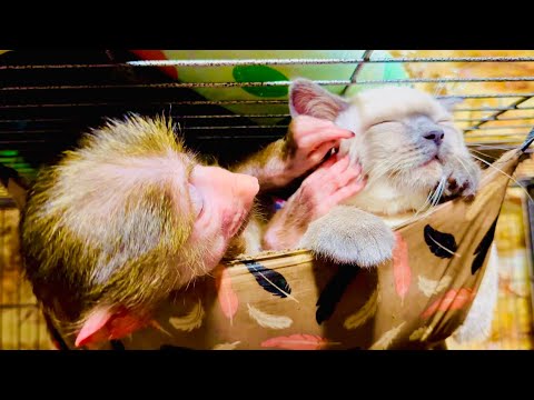 Видео: У нас разгорелись ТАКИЕ СТРАСТИ!!! Вы посмотрите на Маню- роковая женщина)))