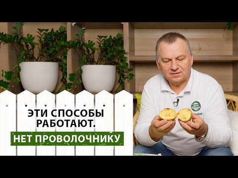 Видео: Эффективные способы защиты картофеля от проволочника