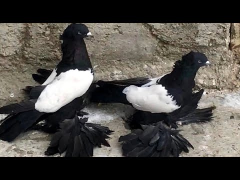 Видео: Тебризские бойные голуби. Иран, г. Тебриз 👑💣 Tabriz Iranian Pigeons | کبوترهای ایرانی تبریز
