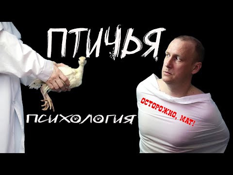Видео: Птичья психология. Несерьезно о характере ДОМАШНИХ ПТИЦ, их повадках и особенностях поведения.