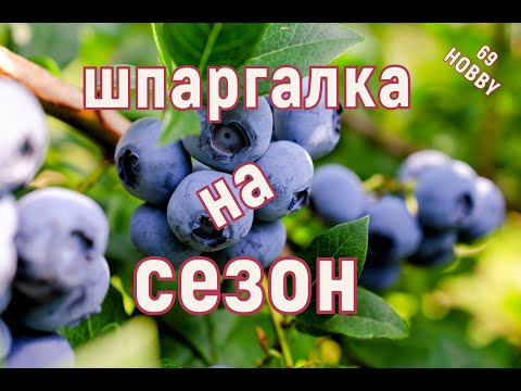 Видео: Голубика от А до Я! Схема работ на сезон!