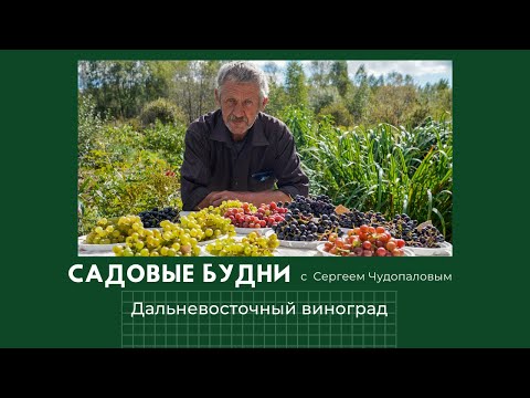 Видео: Садовые Будни с Сергеем Чудопаловым. ДВ виноград