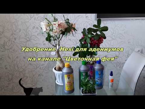 Видео: АДЕНИУМ. Как заставить цвести адениумы в домашних условиях?! Удобрение Hesi на канале Цветочная фея
