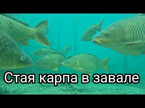 Видео: Подводная охота в завале.Там много держится крупного карпа.