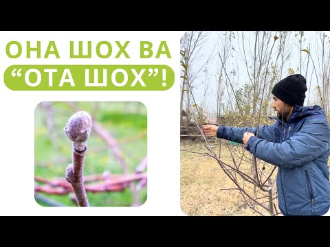 Видео: МЕВАЛИ ДАРАХТЛАРДА ОНА ШОХЛАР ҚАНДАЙ ФАРҚЛАНАДИ???