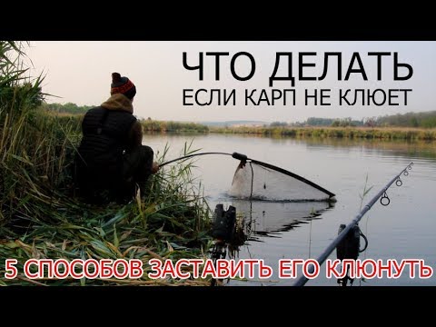 Видео: ЧТО ДЕЛАТЬ ЕСЛИ КАРП НЕ КЛЮЕТ. 5 СЕКРЕТОВ УСПЕШНОГО УЛОВА