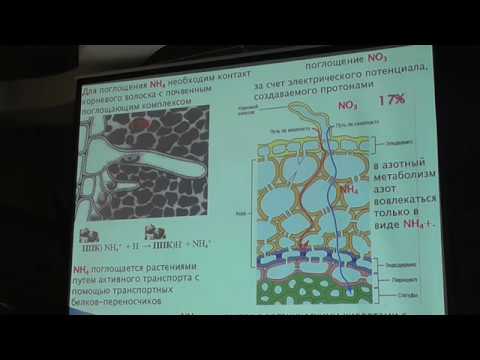 Видео: Особенности применения азотных удобрений,  на пшенице и других культурах Назаренко О.Г.