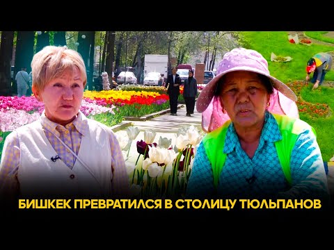 Видео: Бишкек превратился в столицу тюльпанов