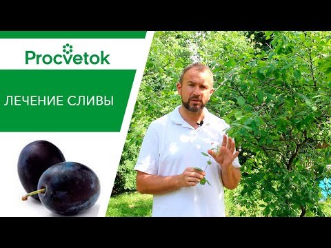 Видео: Опасные болезни сливы. Защита сливы от болезней: оспа, шарка, клястероспориоз, монилиоз.