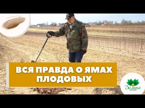 Видео: 🧐ДЕНДРОЛОГ РАССКАЗАЛ ПРАВДУ О ЯМАХ!! 👉Для плодовых деревьев и кустарников🍐