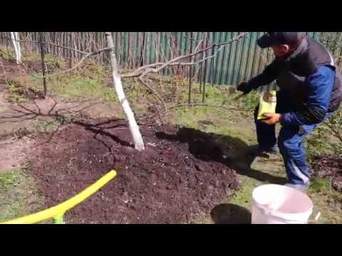 Видео: вторая подкормка плодовых деревьев и кустарников под перекопку весной