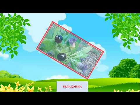 Видео: Увага! Отруйні рослини