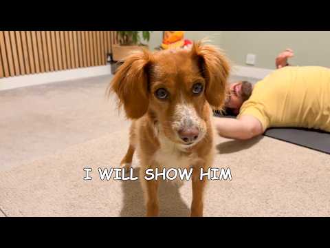 Видео: Моя собака считает, что физические упражнения — это весело