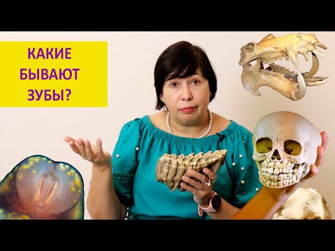Видео: У кого бывают молочные зубы? Самые необычные зубы животных. Наталья Носова