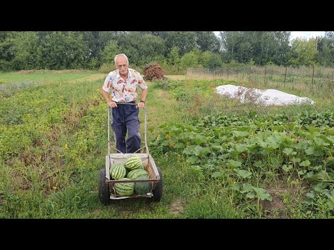 Видео: Арбузный сезон в Рязанской обл. 2020г.