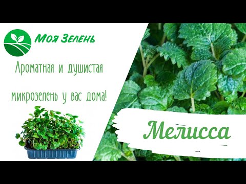 Видео: Мелисса - пряная и душистая зелень в домашних условиях. Микрозелень.