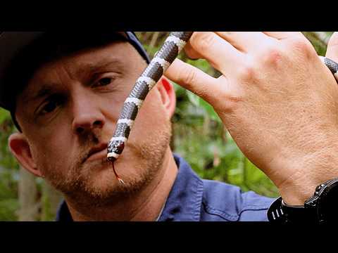 Видео: Самая странная ядовитая змея Австралии