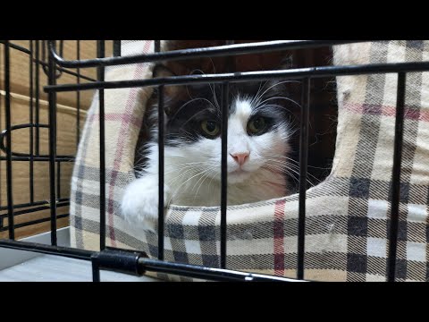 Видео: Обзор на кошачий приют для животных Подмосковья для кошек котов и котят в Москве, экскурсия #Муркоша