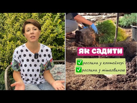 Видео: Чи потрібно розправляти коріння при посадці рослин? Як садити ?