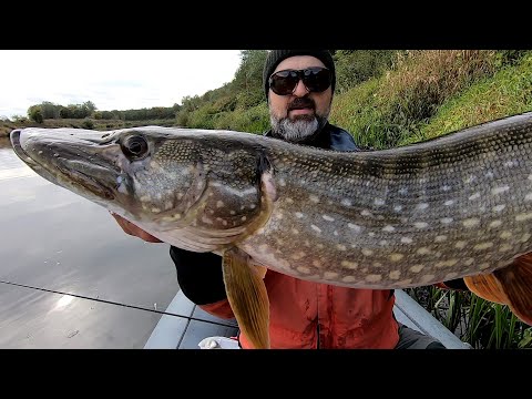 Видео: Трофейная щука на осенней Угре. Ловля на BIGBAITS. Сплав.