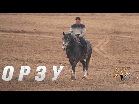 Видео: Баромади Ҳочи Акбар човандоз ш.Ҳисор бо аспи Анушервон паҳлавон асп бо номи Орзу ш.Ҳисор 12.02.2022