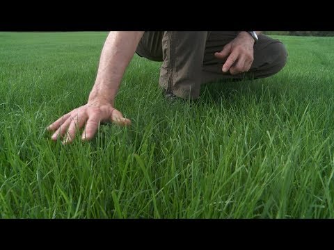 Видео: Как удобрять газон ,весь сезон.