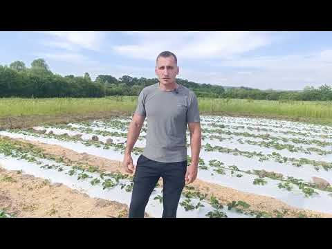 Видео: Качество воды для полива клубники