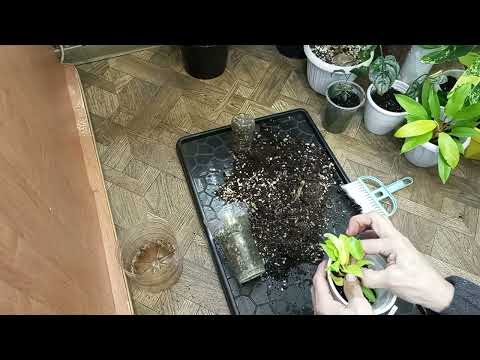 Видео: С Прощенным воскресением!Пересадка часть третья.