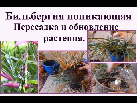Видео: Бильбергия поникающая. Пересадка и обновление взрослого растения после цветения.