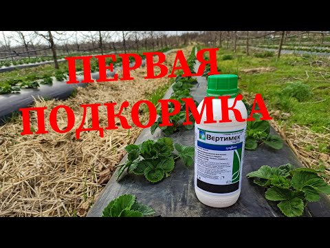 Видео: Первая подкормка клубники и обработка от клеща 🍓