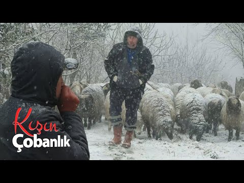 Видео: Пастух зимой | Документальный фильм о периоде окота 4K